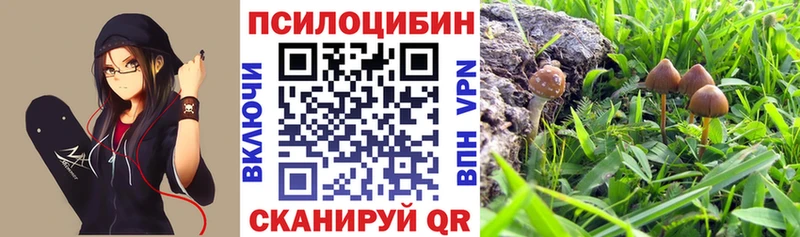 Галлюциногенные грибы Psilocybine cubensis  наркота  Кирсанов 